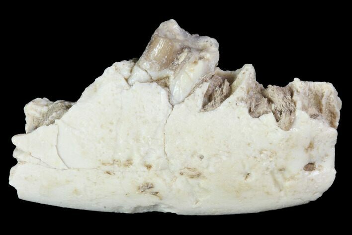 Oligocene Ruminant (Leptomeryx) Jaw Section - South Dakota #100412